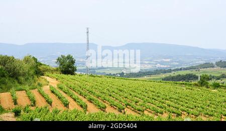 Vignobles dans les Panadés, Barcelone, Catalogne, Espagne, Europe Banque D'Images