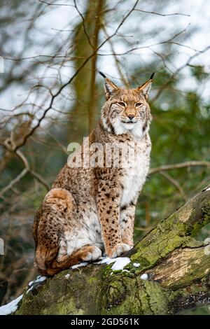 Lynx eurasien dans l'habitat forestier Banque D'Images