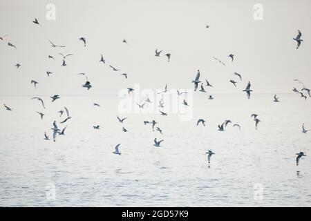 zoologie, oiseaux (Aves), gull bevy, Écosse, NON-EXCLUSIVE-UTILISATION POUR CARTE-DE-VŒUX-PLIANTE-CARTE-POSTALE-UTILISATION Banque D'Images