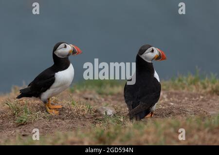 Puffins (Fratercula arctica) sur l'île de Skomer dans le Pembrokshire, au sud du pays de Galles, au Royaume-Uni Banque D'Images