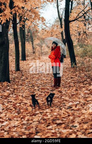 Randonnée avec le chien, UNE jeune fille en uniforme de sport marche avec deux chiots dans les montagnes dans la forêt d'automne Banque D'Images