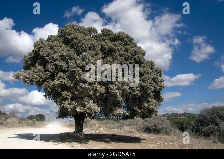 Le Quercus ithaburensis, le chêne du mont Tabor, est un arbre de la famille des hêtres. Photographié à Ramot Menashe, Israël Banque D'Images