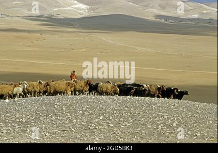 Israël, Bédouins du désert du Néguev, berger et son troupeau de moutons Banque D'Images