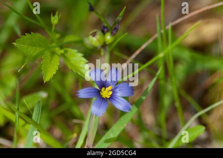 Herbe aux yeux bleus poussant dans un champ Banque D'Images