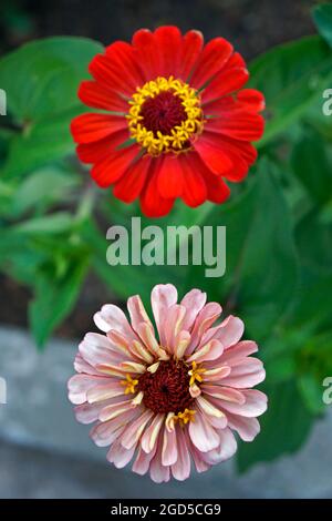 Zinnias sur le jardin (Zinnia elegans) Banque D'Images