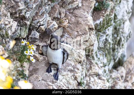 Bempton Cliffs, Yorkshire, Royaume-Uni: Guillemot (Uria aalge) se nourrissant de gros maquereaux Banque D'Images