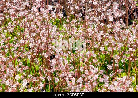 Saxifraga x urbium plante à fleurs printanière d'été avec une fleur rose blanche d'été communément connue sous le nom de London Pride ou pas si jolie, stock photo im Banque D'Images