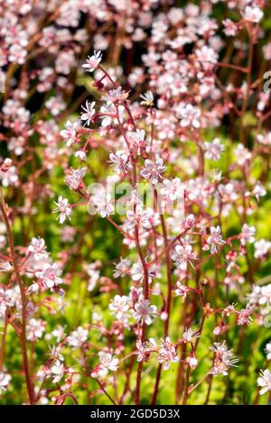 Saxifraga x urbium plante à fleurs printanière d'été avec une fleur rose blanche d'été communément connue sous le nom de London Pride ou pas si jolie, stock photo im Banque D'Images