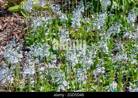 Veronica gentianoides 'Tissington White' plante à fleurs d'été avec une fleur d'été bleu blanc communément appelée gentiane speedwell, phot Banque D'Images