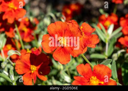 Helianthemum 'Henfield Brilliant' petite plante arbustive à fleurs d'été, vert persistant, avec une fleur rouge orangée d'été communément connue sous le nom de rocheuse, sto Banque D'Images