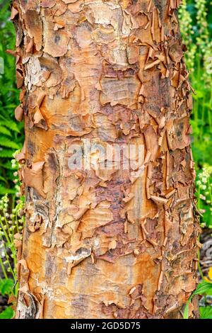 Acer griseum arbre texture d'écorce, qui est communément connu sous le nom d'érable de Paperbark, image de photo de stock Banque D'Images