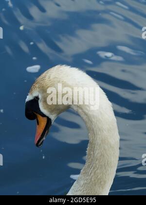Un portrait de la tête et élégant, le cou courbé d'un Cygne muet, avec des eaux chatoyantes, bleu, vitreux comme arrière-plan. Banque D'Images