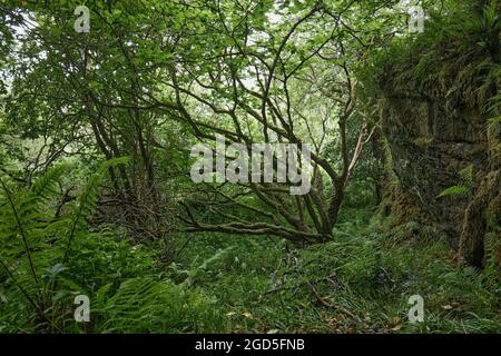 Forêt dense près de la grotte de St Columba Banque D'Images