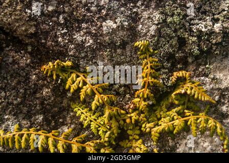 Gros plan de fougères provenant d'un mur de pierre - lancéolate Spleenwort Asplenium obovatum, foyer sélectif, espace pour le texte Banque D'Images