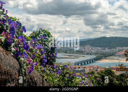 Vue à Viana do Castelo depuis la montagne Santa Luzia avec les fleurs du matin dans la prise de vue sur une journée nuageux - Panorama, Ipomoea purpurea. Banque D'Images