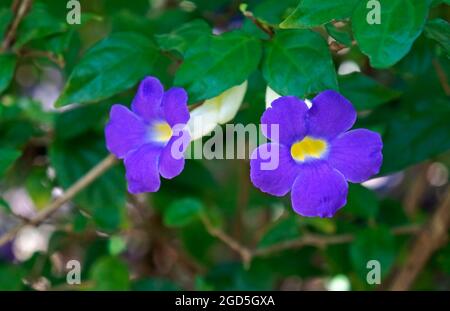 Bush Clockvine fleurs (Thunbergia erecta), Rio de Janeiro, Brésil Banque D'Images