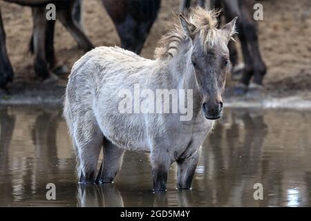 Jeune cheval dans l'eau. Les poneys sauvages de Dülmen, un c 400 fort troupeau d'une ancienne race vivant dans une réserve naturelle semi-sauvage, Duelmen, Allemagne Banque D'Images