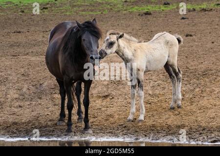 Mare et foal. Les poneys sauvages de Dülmen, un c 400 fort troupeau d'une ancienne race vivant dans une réserve naturelle semi-sauvage, Duelmen, Allemagne Banque D'Images