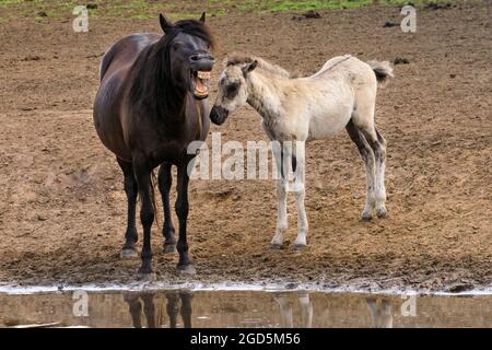 Mare et foal. Les poneys sauvages de Dülmen, un c 400 fort troupeau d'une ancienne race vivant dans une réserve naturelle semi-sauvage, Duelmen, Allemagne Banque D'Images