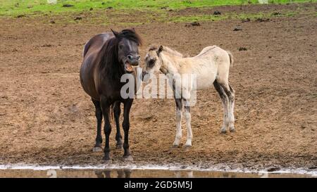 Mare et foal. Les poneys sauvages de Dülmen, un c 400 fort troupeau d'une ancienne race vivant dans une réserve naturelle semi-sauvage, Duelmen, Allemagne Banque D'Images