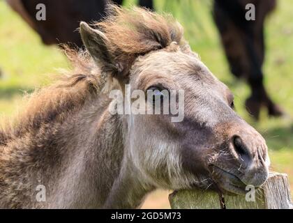 Foal, gros plan. Les poneys sauvages de Dülmen, un c 400 fort troupeau d'une ancienne race vivant dans une réserve naturelle semi-sauvage, Duelmen, Allemagne Banque D'Images