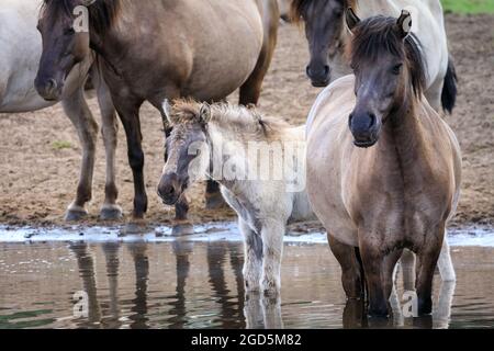 Mare et foal dans l'eau. Les poneys sauvages de Dülmen, un c 400 fort troupeau d'une ancienne race vivant dans une réserve naturelle semi-sauvage, Duelmen, allemand Banque D'Images