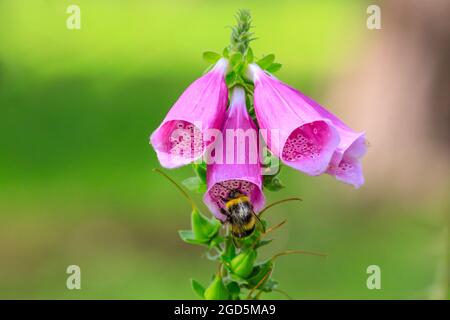 Bumblebee sur le rengant à fleur pourpre (Digitalis purpurea) dans le soleil chaud d'été Banque D'Images