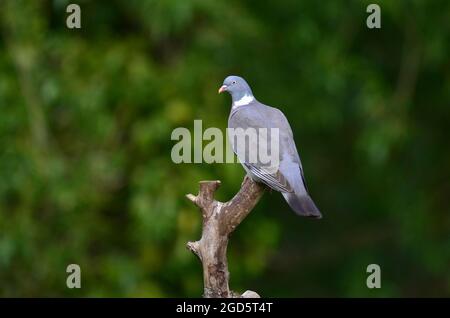 pigeon ramier Banque D'Images