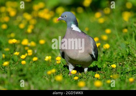 pigeon ramier Banque D'Images