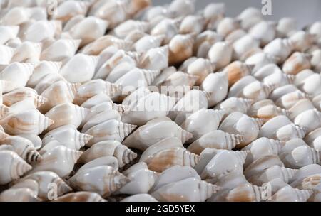 Collier fait main en coquillages blancs, gros plan avec une mise au point douce sélective. Produit artisanal traditionnel des îles de l'Asie du Sud-est Banque D'Images