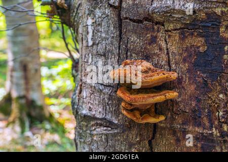 Parasite des champignons sur un tronc d'arbre Banque D'Images