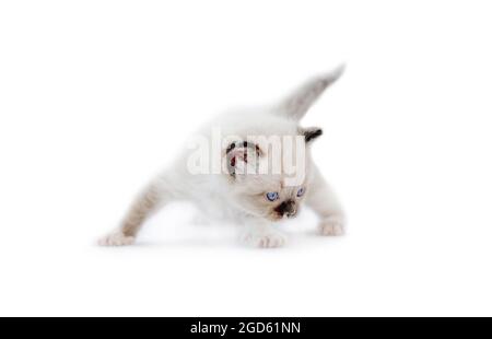 Adorable chaton de poupée ragdoll isolé sur fond blanc avec espace d'imitation. Chat mouffeté et mignon debout avec queue vers le haut Banque D'Images