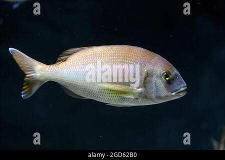 poisson rouge océanique Banque D'Images
