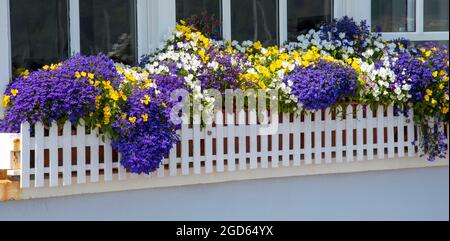 St Mawes, Cornouailles, Angleterre, Royaume-Uni. 2021. Fleurs bleues, jaunes, blanches dans un piquet blanc clos de fenêtre à l'extérieur d'un chalet à St Mawes un village côtier Banque D'Images