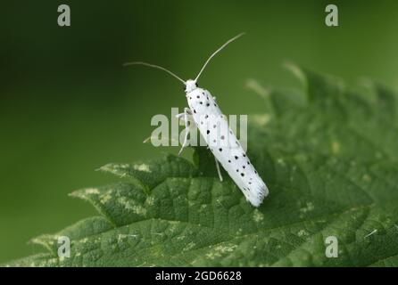 Un minuscule Moth Ermine, Yponomeuta, reposant sur une feuille d'une plante de Nettle qui s'ingère. Banque D'Images