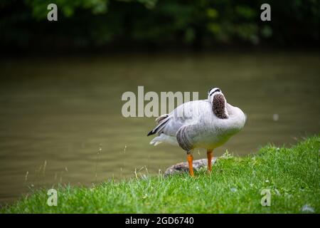 divers types de canards au milieu du jardin anglais de munich Banque D'Images