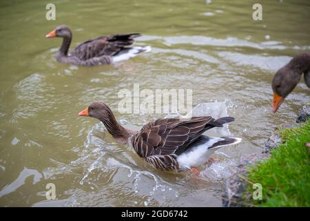 divers types de canards au milieu du jardin anglais de munich Banque D'Images