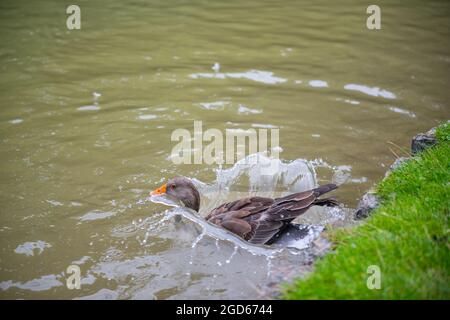 divers types de canards au milieu du jardin anglais de munich Banque D'Images