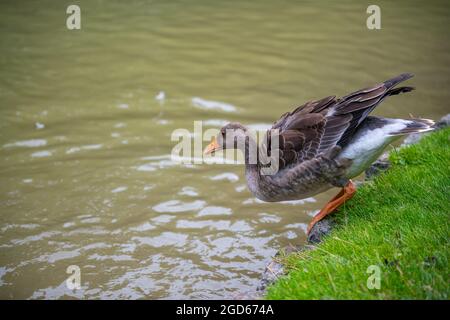 divers types de canards au milieu du jardin anglais de munich Banque D'Images