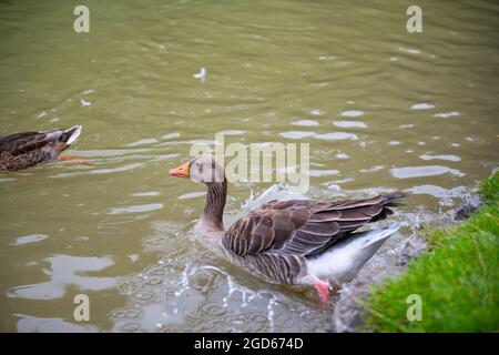 divers types de canards au milieu du jardin anglais de munich Banque D'Images