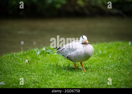 divers types de canards au milieu du jardin anglais de munich Banque D'Images