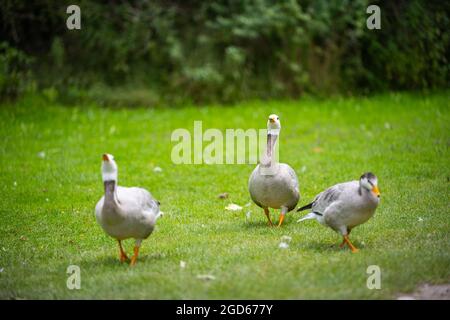 divers types de canards au milieu du jardin anglais de munich Banque D'Images