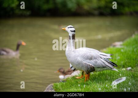 divers types de canards au milieu du jardin anglais de munich Banque D'Images