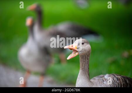 divers types de canards au milieu du jardin anglais de munich Banque D'Images