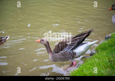 divers types de canards au milieu du jardin anglais de munich Banque D'Images