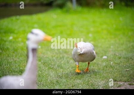 divers types de canards au milieu du jardin anglais de munich Banque D'Images