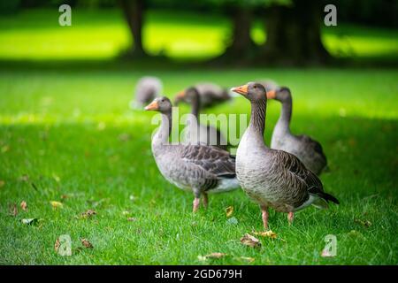 divers types de canards au milieu du jardin anglais de munich Banque D'Images