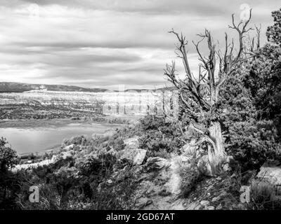 Vue en noir et blanc sur le large Hollow Reservoir, avec un Juniper de l'Utah mort en premier plan, Escalante Utah, États-Unis Banque D'Images