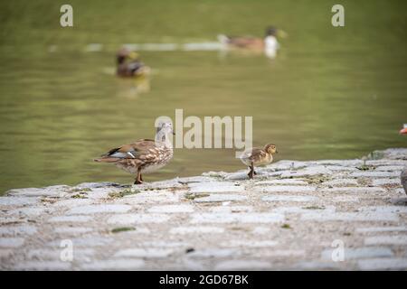 divers types de canards au milieu du jardin anglais de munich Banque D'Images