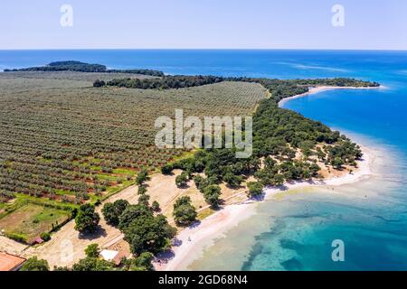 Une vue aérienne incroyable sur les plages et le champ d'oliviers à Cervar Porat, Istria, Croatie Banque D'Images